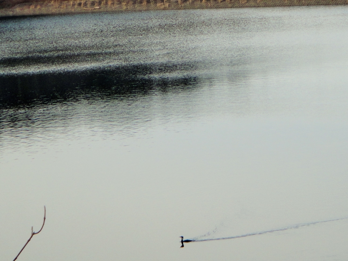 f:id:tiitoharu:20200119204507j:plain