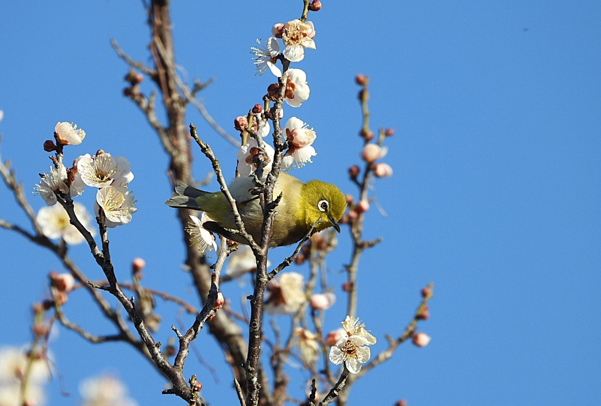 春の兆し メジロ - 夏の雨 のバードウォッチング