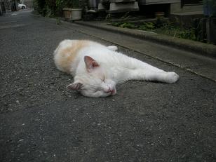 f:id:tikuwa1:20090712094244j:image