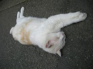 f:id:tikuwa1:20090712094307j:image