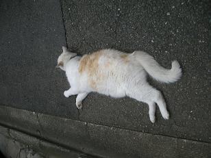 f:id:tikuwa1:20090712094324j:image