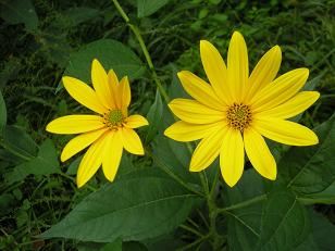 f:id:tikuwa1:20090922134145j:image