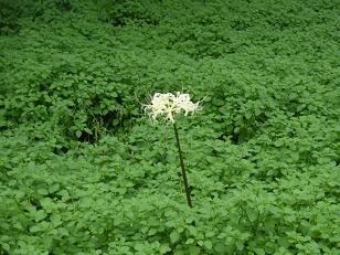 f:id:tikuwa1:20090922135144j:image