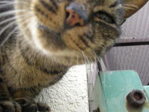 f:id:tikuwa1:20091230133227j:image