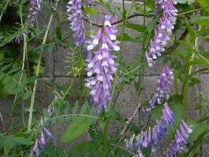 f:id:tikuwa1:20100516101651j:image