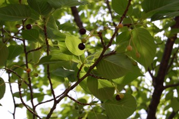 f:id:tikuwa1:20110521103608j:image
