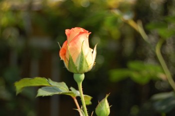 f:id:tikuwa1:20110521154048j:image