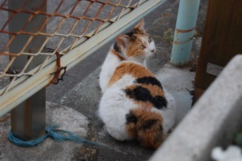 f:id:tikuwa1:20110521175502j:image