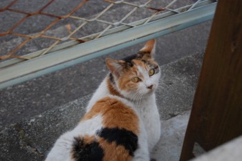 f:id:tikuwa1:20110521175508j:image