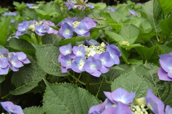 f:id:tikuwa1:20110612100803j:image