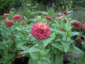 f:id:tikuwa1:20110820121704j:image