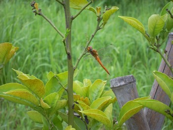 f:id:tikuwa1:20110820121822j:image