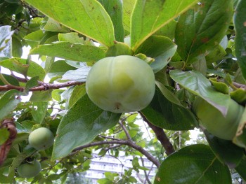 f:id:tikuwa1:20110820121859j:image