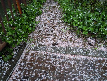 f:id:tikuwa1:20120414102526j:image