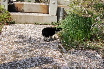 f:id:tikuwa1:20120415095113j:image