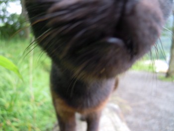 f:id:tikuwa1:20120721132834j:image