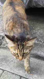 f:id:tikuwa1:20121031112711j:image