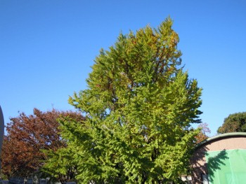 f:id:tikuwa1:20121118093735j:image