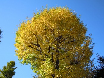 f:id:tikuwa1:20121118093931j:image
