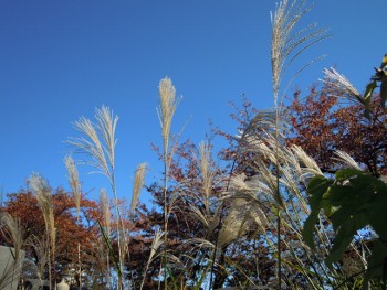 f:id:tikuwa1:20121118094257j:image