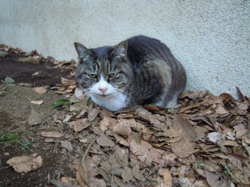 f:id:tikuwa1:20121231084425j:image