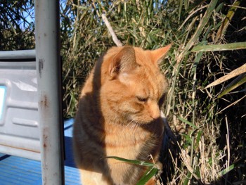 f:id:tikuwa1:20130127100518j:image