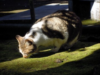 f:id:tikuwa1:20130127100821j:image