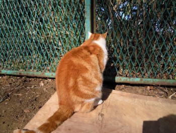 f:id:tikuwa1:20130127103609j:image