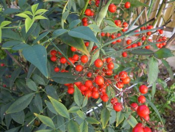 f:id:tikuwa1:20131201110747j:image