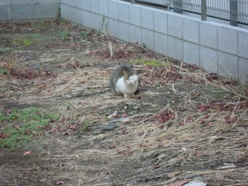 f:id:tikuwa1:20131201143232j:image