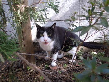 f:id:tikuwa1:20140226103120j:image