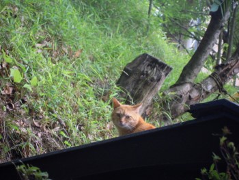 f:id:tikuwa1:20150525115156j:image