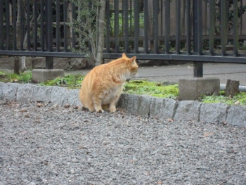 f:id:tikuwa1:20160315170417j:image