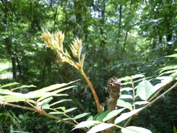 f:id:tikuwa1:20160508120512j:image