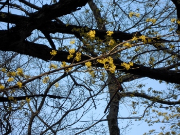 f:id:tikuwa1:20190320145104j:plain