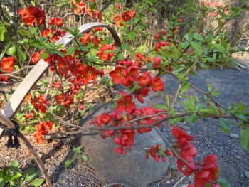 f:id:tikuwa1:20190320145910j:plain