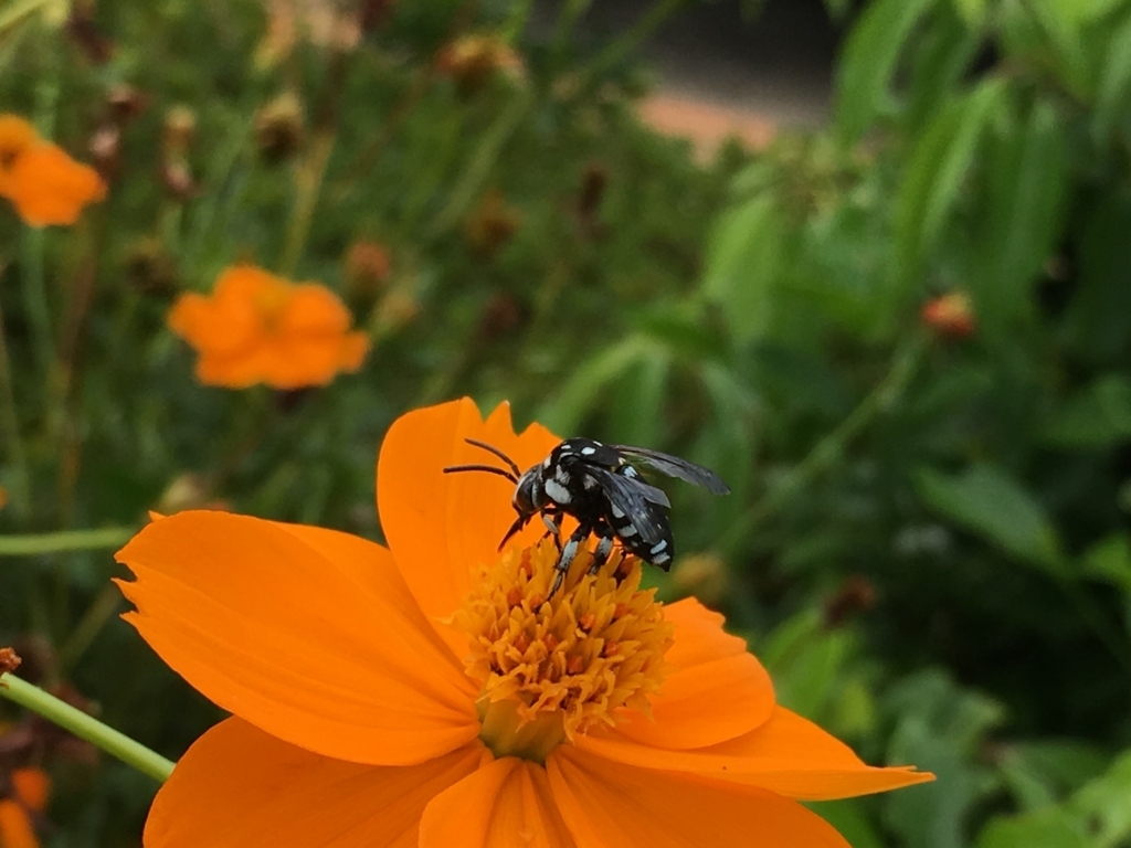 f:id:tiltowait9:20180818223430j:plain