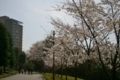 大学の桜