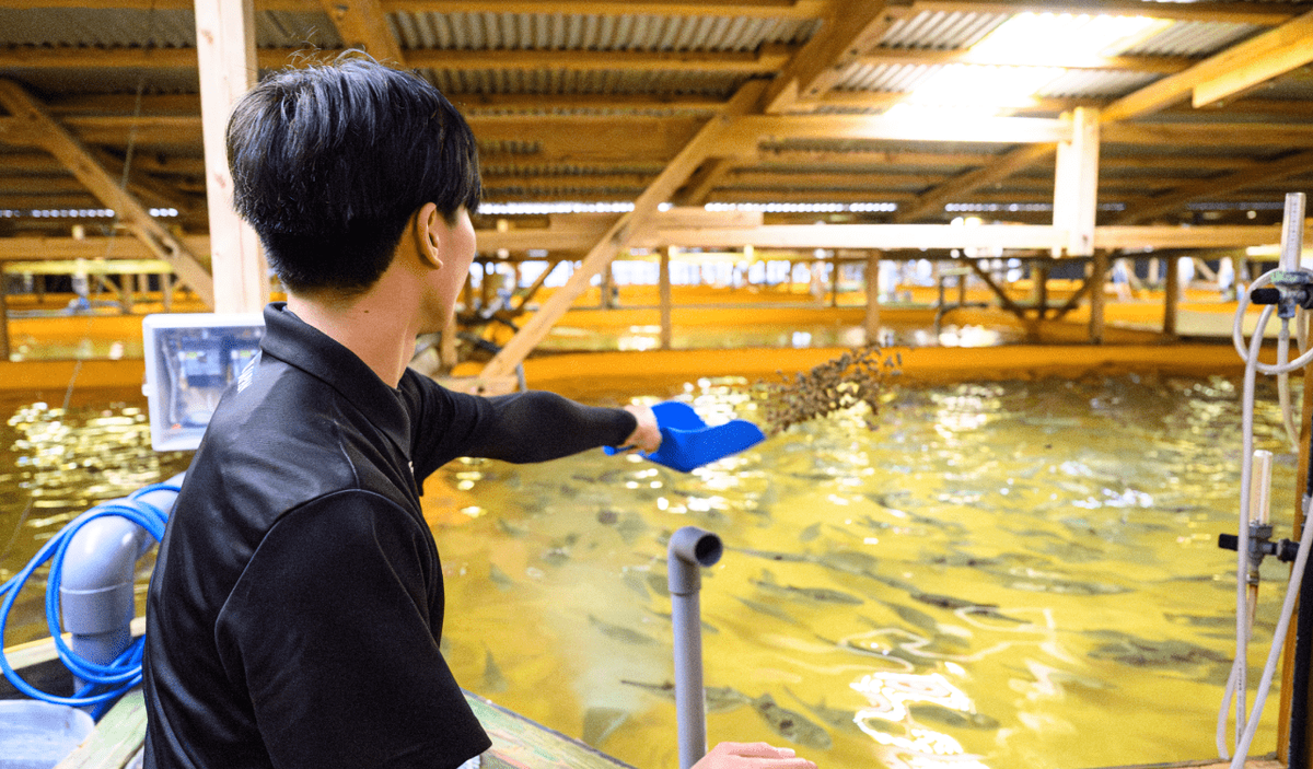 餌やり