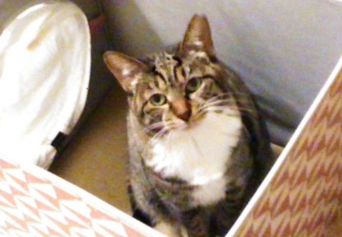 f:id:timshel:20191216194347j:plain f:id:timshel:20191216194347j:plain