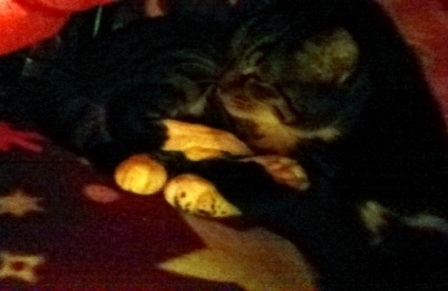 f:id:timshel:20200217001702j:plain f:id:timshel:20200217001702j:plain