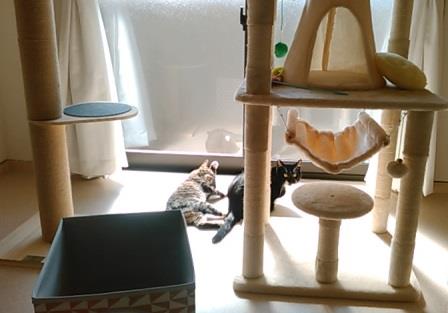 f:id:timshel:20200222175551j:plain