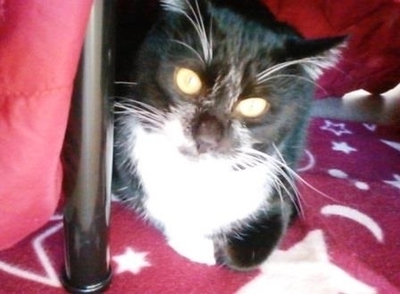 f:id:timshel:20200311232101j:plain