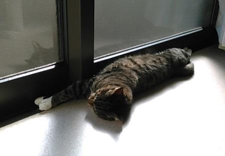 f:id:timshel:20200320181819j:plain f:id:timshel:20200320181819j:plain