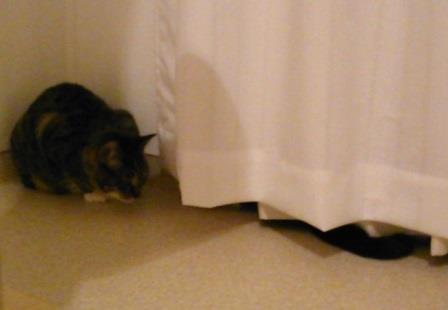 f:id:timshel:20200322220017j:plain f:id:timshel:20200322220017j:plain