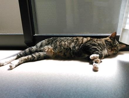 f:id:timshel:20200324170445j:plain