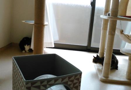 f:id:timshel:20200328230912j:plain f:id:timshel:20200328230912j:plain