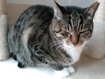 f:id:timshel:20200408020611j:plain f:id:timshel:20200408020611j:plain