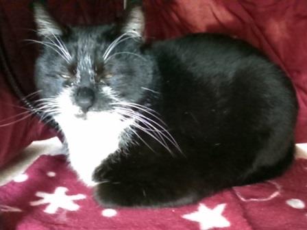 f:id:timshel:20200408021345j:plain f:id:timshel:20200408021345j:plain