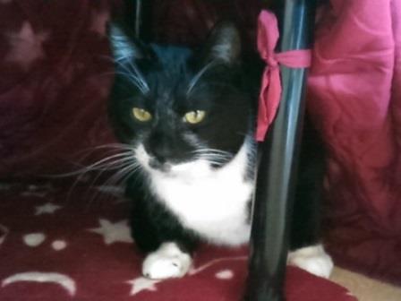 f:id:timshel:20200411075456j:plain f:id:timshel:20200411075456j:plain